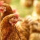 Poultry Pharmacology